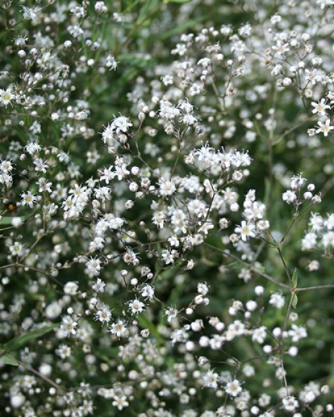Gypsophila paniculata5